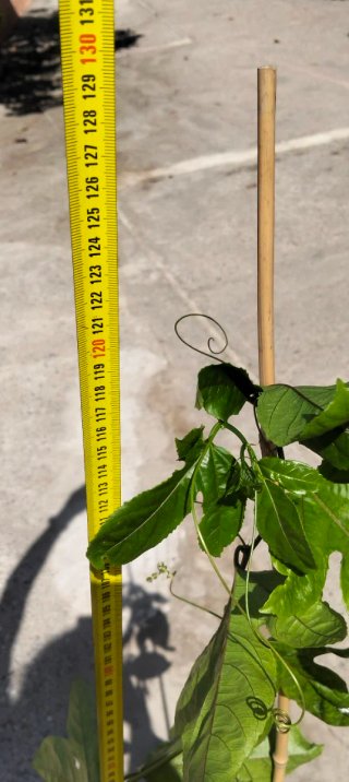Planta de Maracuyá (Fruta de la Pasión)