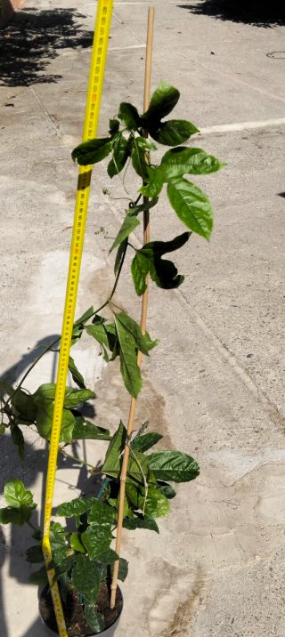 Planta de Maracuyá (Fruta de la Pasión)