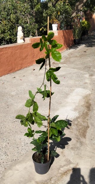 Planta de Maracuyá (Fruta de la Pasión)
