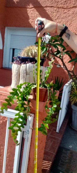 Cactus Rhipsalis Raspa de Pescado