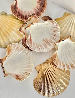 2 Conchas Vieira Grandes