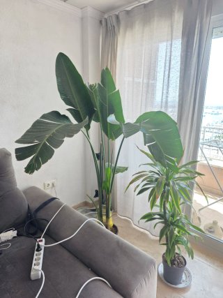 Planta Ave del Paraíso grande