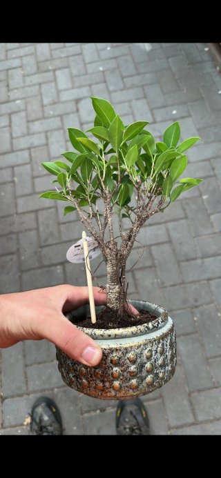 Bonsai Ficus Tiger Bark