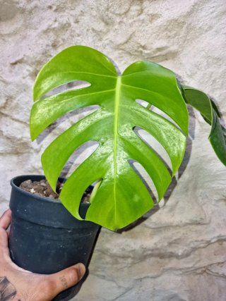 Monstera Borsigiana