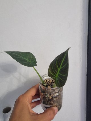 Alocasia Regal Shield