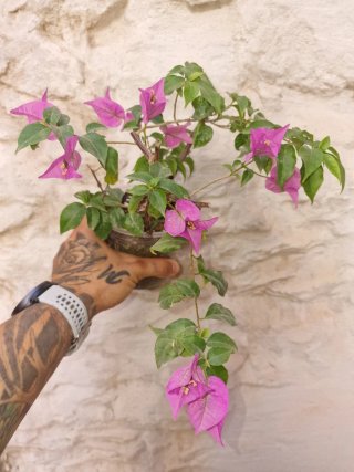 Buganvilla rosa en maceta