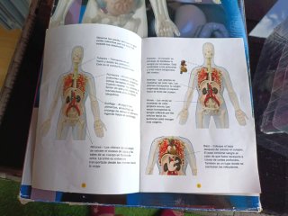 Kit Anatomía Humana Visible Masculina