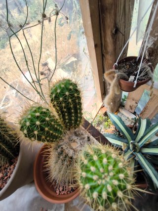 1 Pianta madre Trichocereus Orange come in foto