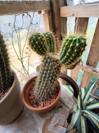1 Pianta madre Trichocereus Orange come in foto