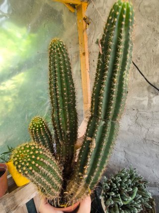 1 Pianta madre grande Trichocereus Hybrid
