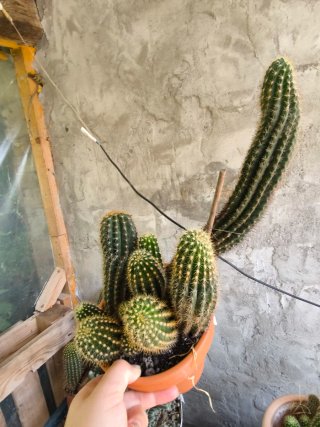 1 figlio Trichocereus Hybrid