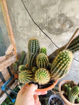 1 figlio Trichocereus Hybrid