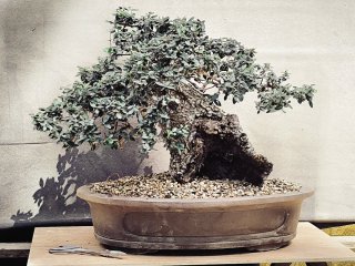 Acebuche espectacular bonsai Video disponible