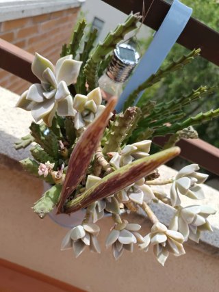 Maceta con suculentas mixtas Sin cubremacetas azul