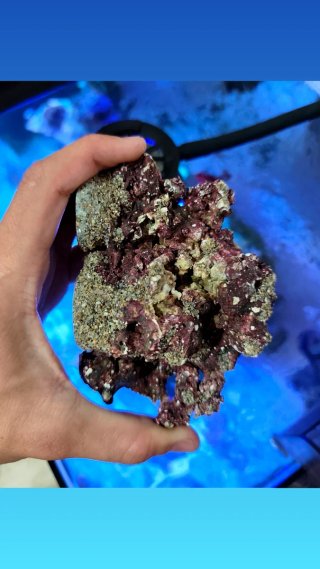 Coralero/Frag rack Magnético Acuario Marino