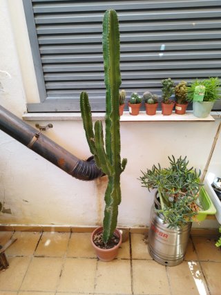 Cactus alto 165 cm