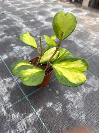 Hoya Kerrii Variegada 8.5cm