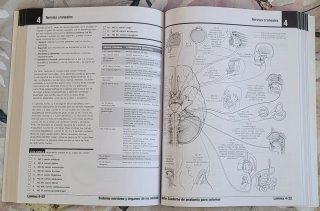 Netter. Cuaderno de anatomía para colorear