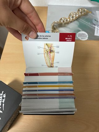 Flash cards anatomía netter elsevier