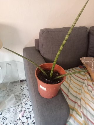 Planta Sansevieria Cylindrica rara
