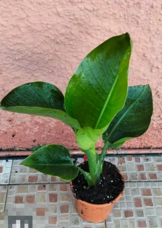 Strelitzia augusta - Ave del Paraíso Blanca