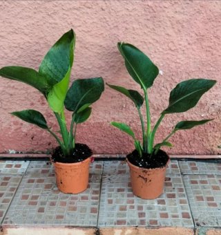 Strelitzia augusta - Ave del Paraíso Blanca
