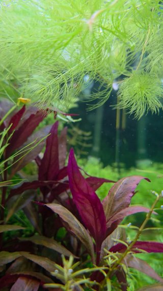 Plantas para fabiano