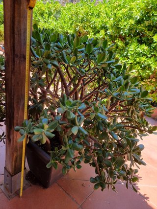 Maceta con planta suculenta