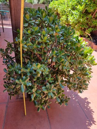 Maceta con planta suculenta