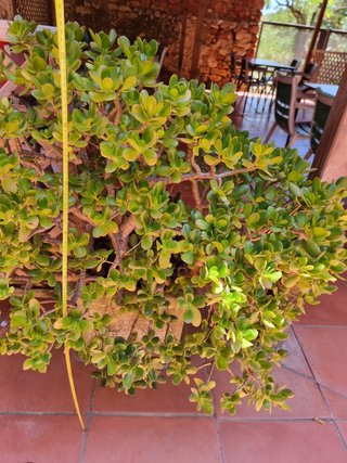 Maceta con planta suculenta