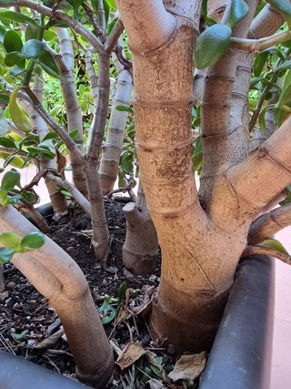 Maceta con planta suculenta