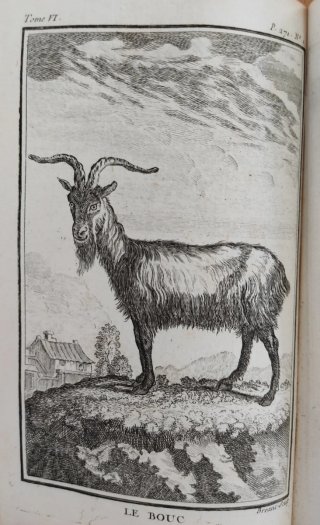 Libro antiguo Buffon