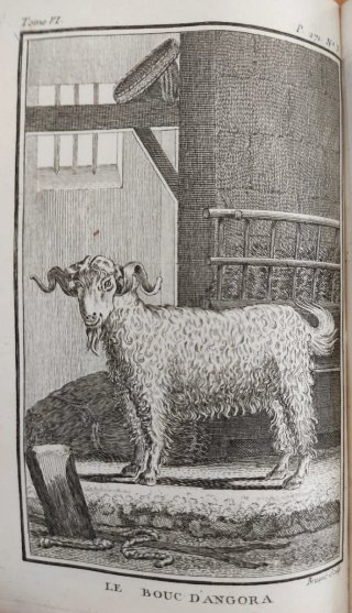 Libro antiguo Buffon