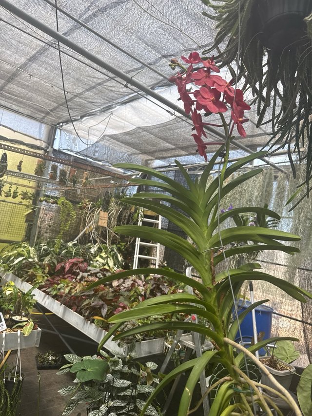 Orquídea Vanda Híbrida Roja Xxl