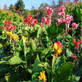 Lote de Cannas para Eva María