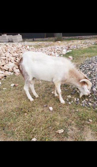 Venta de 4 cabras