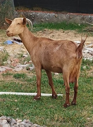 Venta de 4 cabras