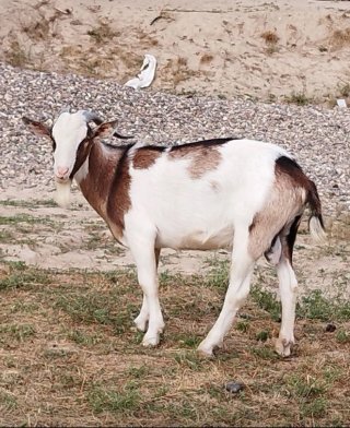 Venta de 4 cabras