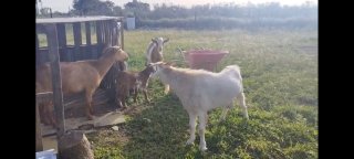 Venta de 4 cabras