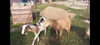 Venta de 4 cabras