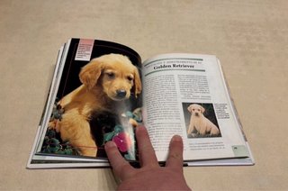Libro Golden Retriever. Razas de hoy.