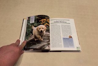Libro Golden Retriever. Razas de hoy.