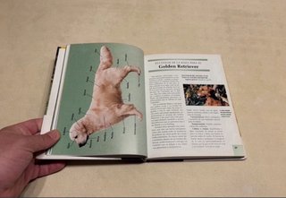 Libro Golden Retriever. Razas de hoy.