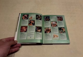 Libro Golden Retriever. Razas de hoy.