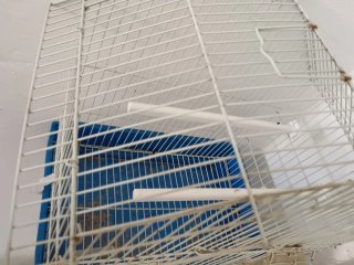 Jaula para canarios blanca y azul