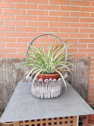 Planta natural con regalo