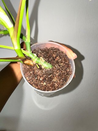Rhaphidophora Tetrasperma Planta