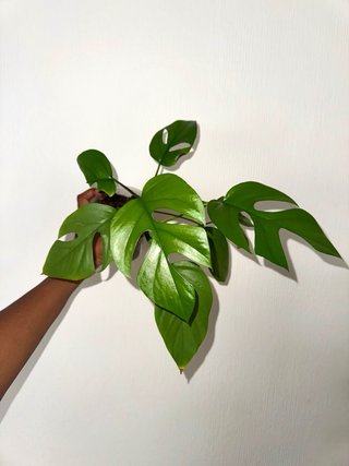 Rhaphidophora Tetrasperma Planta