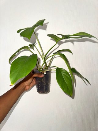 Rhaphidophora Tetrasperma Planta
