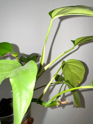 Rhaphidophora Tetrasperma Planta